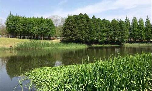 上海湿地公园有哪些_上海湿地公园有哪些景
