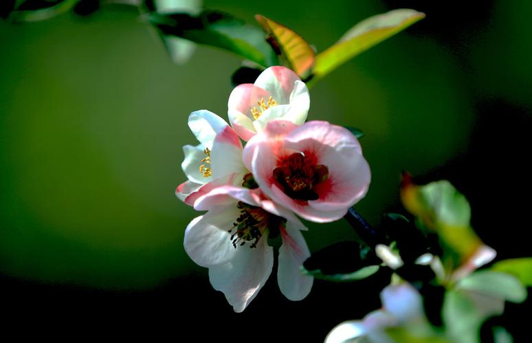 福州金山公园白梅花_福州金鸡山梅花