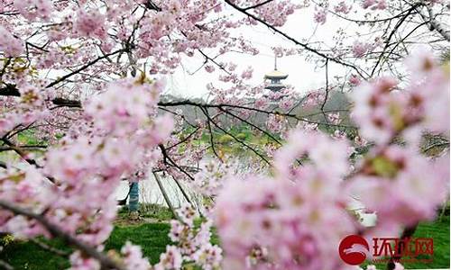 莲花池公园樱花开了吗_莲花池公园樱花开了吗现在