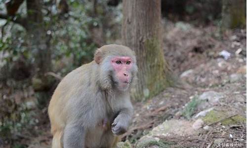 福州旗山森林公园猴子_福州旗山森林公园猴子多吗